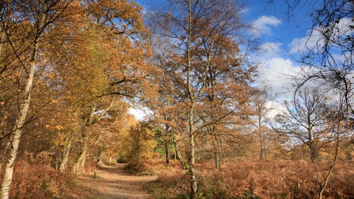 Footpath through woodland in autumn at Witley and Milford Commons, Surrey